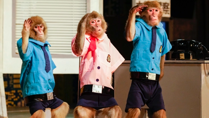 コロナ緊急支援:お猿さんと芸人を守り、日光さる軍団存続へ。