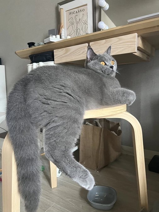 今日のドムくん