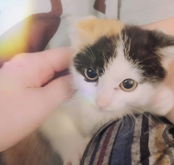 保護した三毛猫