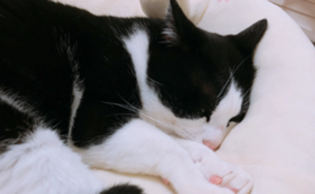 負けるなぱんちゃん！