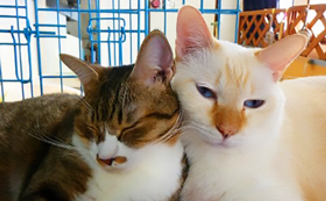 保護猫ご支援コース