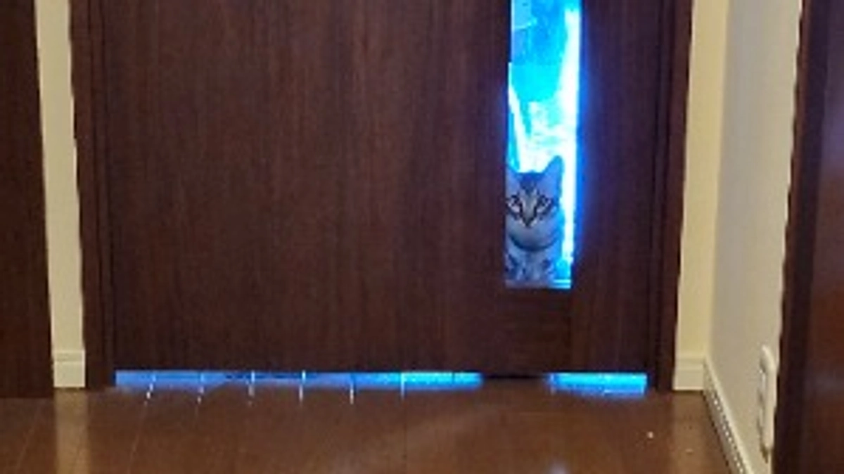 キジくん活動報告（12/15）  