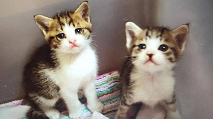 「出会えたら救えたのに」そんな命を救うため総合サイトを作成！