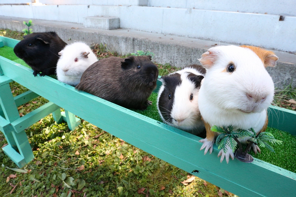 2月4日(日) 進捗報告・イベント紹介～モルモット行進～