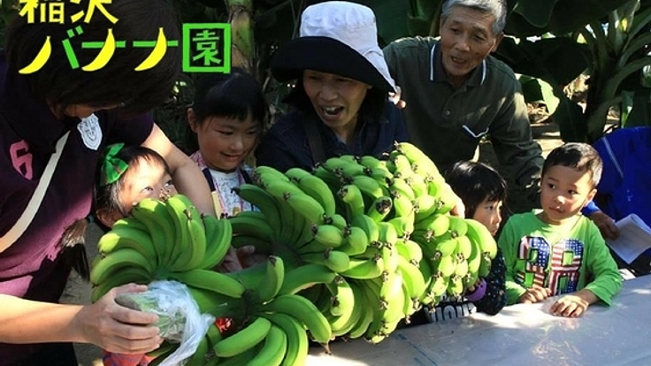 幼稚園の園庭にバナナ苗を植えて、収穫体験会を開催したい！