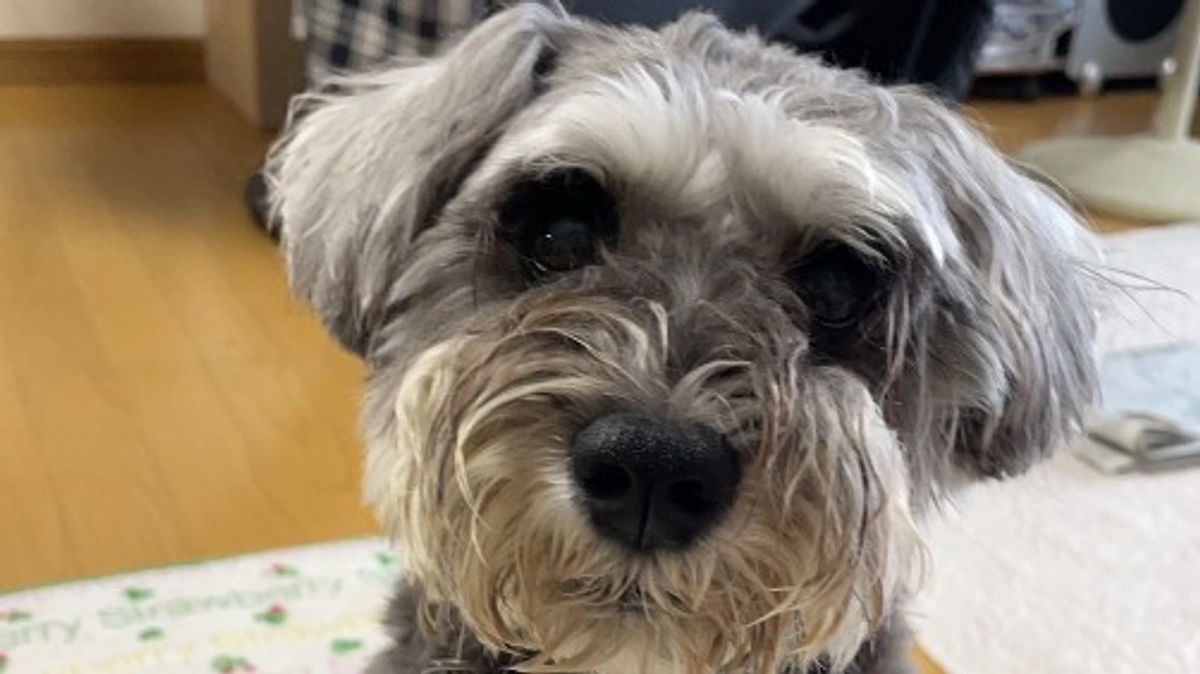 2023年7月5日　ひじき退院！😭