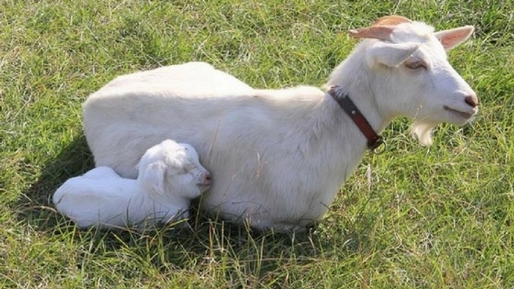 人の都合で捨てられるヤギを救うため、放牧場を建設したい!