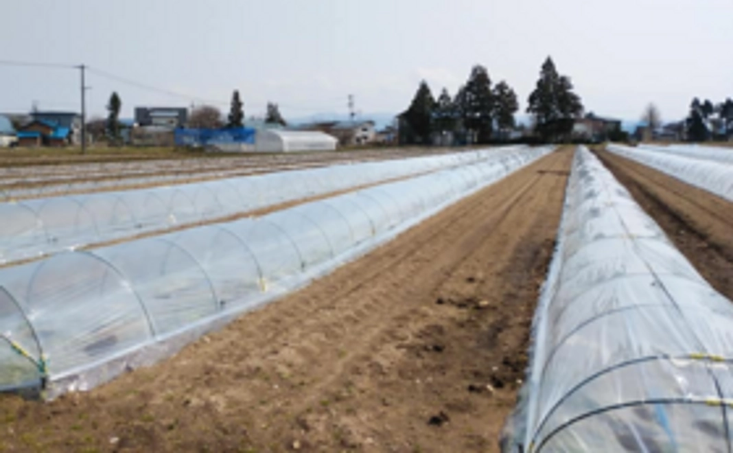 お礼のお手紙と給食センター納品のご報告