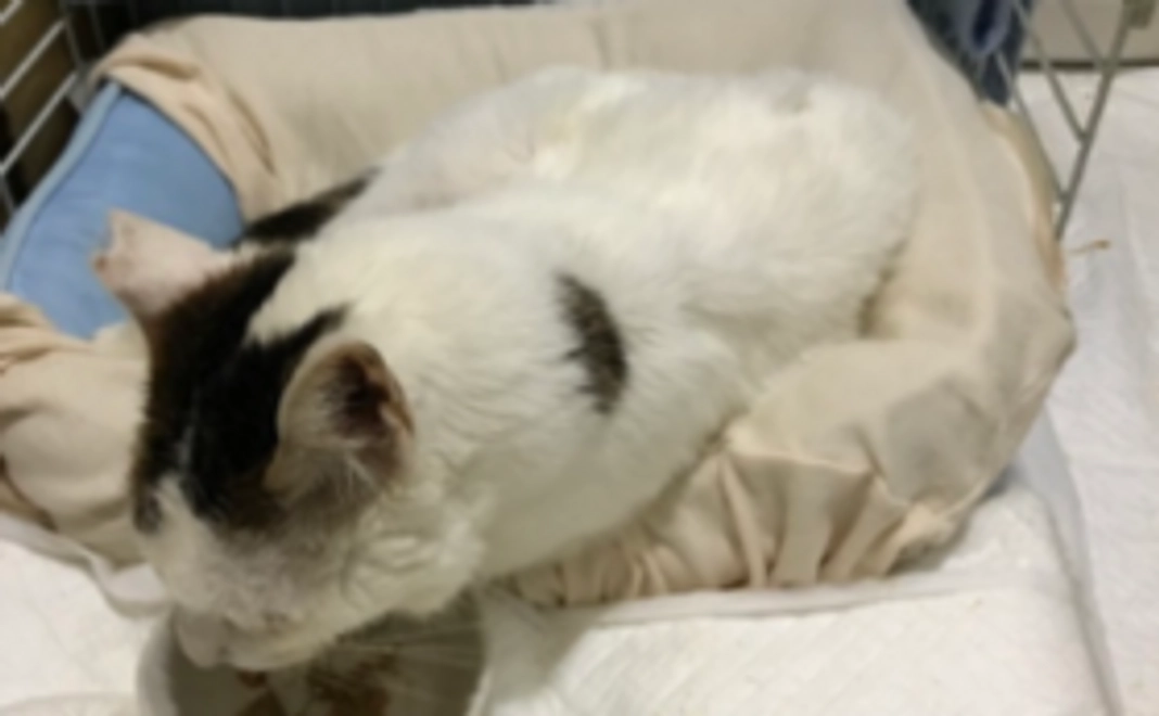 ぶっちゃん応援　1000円