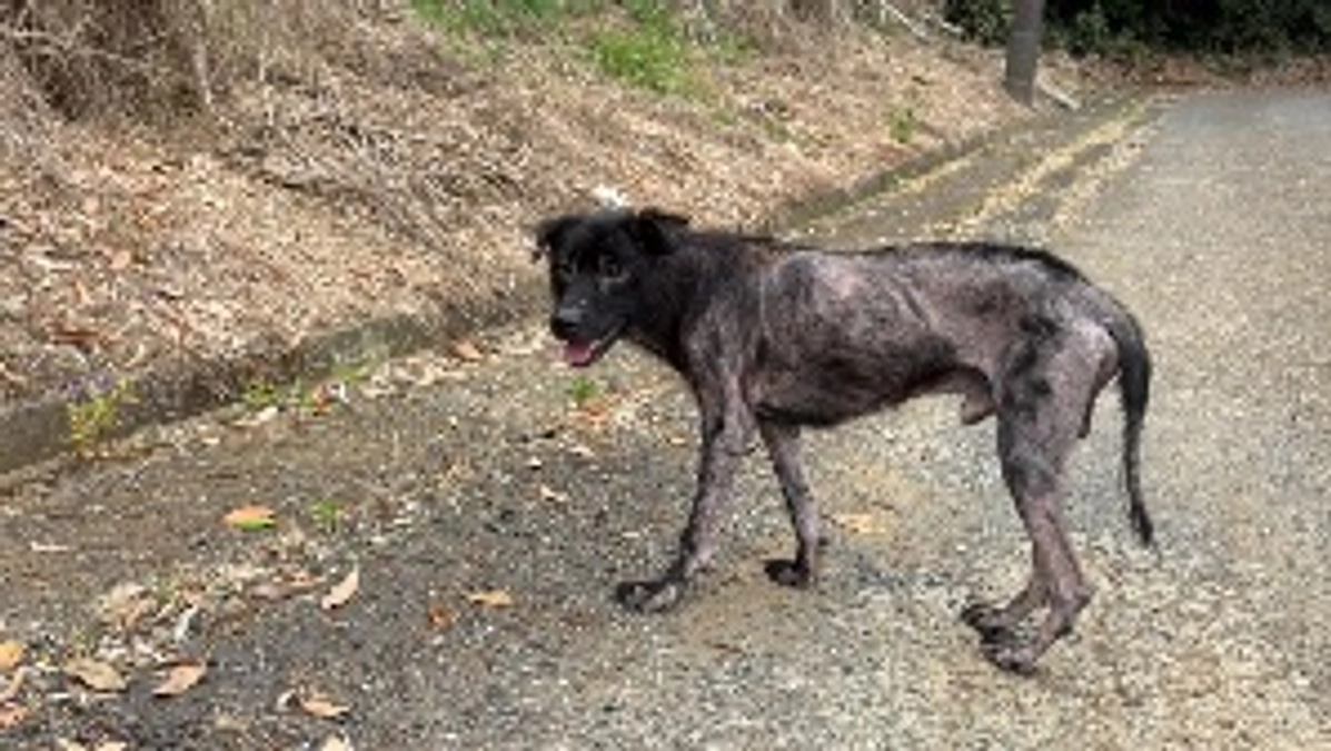 あと5日/捜索中だった迷い犬を無事に保護することができました