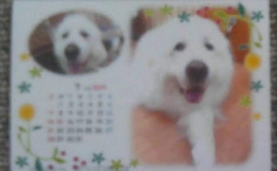 お礼のお手紙に当月分photoカレンダーを添えて