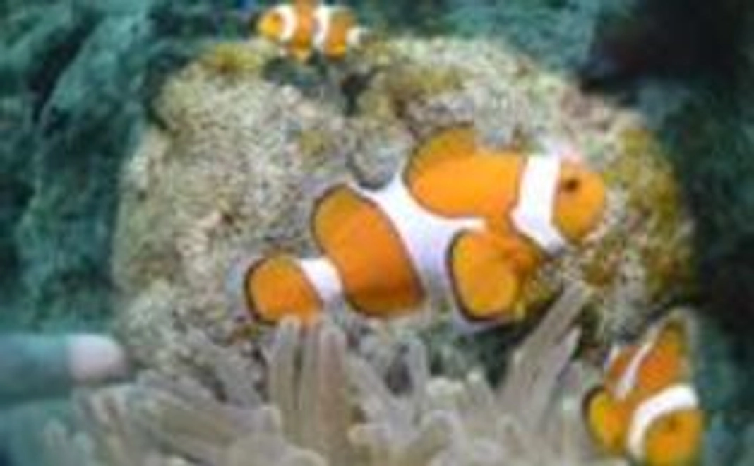 【ロゴ入りTシャツ】