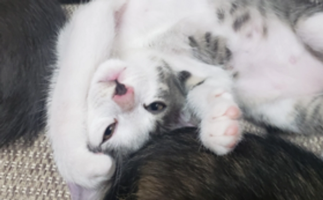 いせねこ応援コース｜3000円