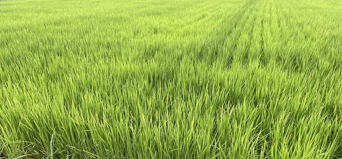 【あと約６０時間、目標まであと４９万円】栽培している「コシヒカリ」が出穂してきました！