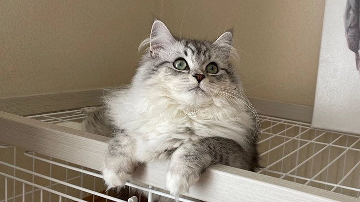 難病FIPになった"ぴの"を救うため治療費のご支援をお願い致します