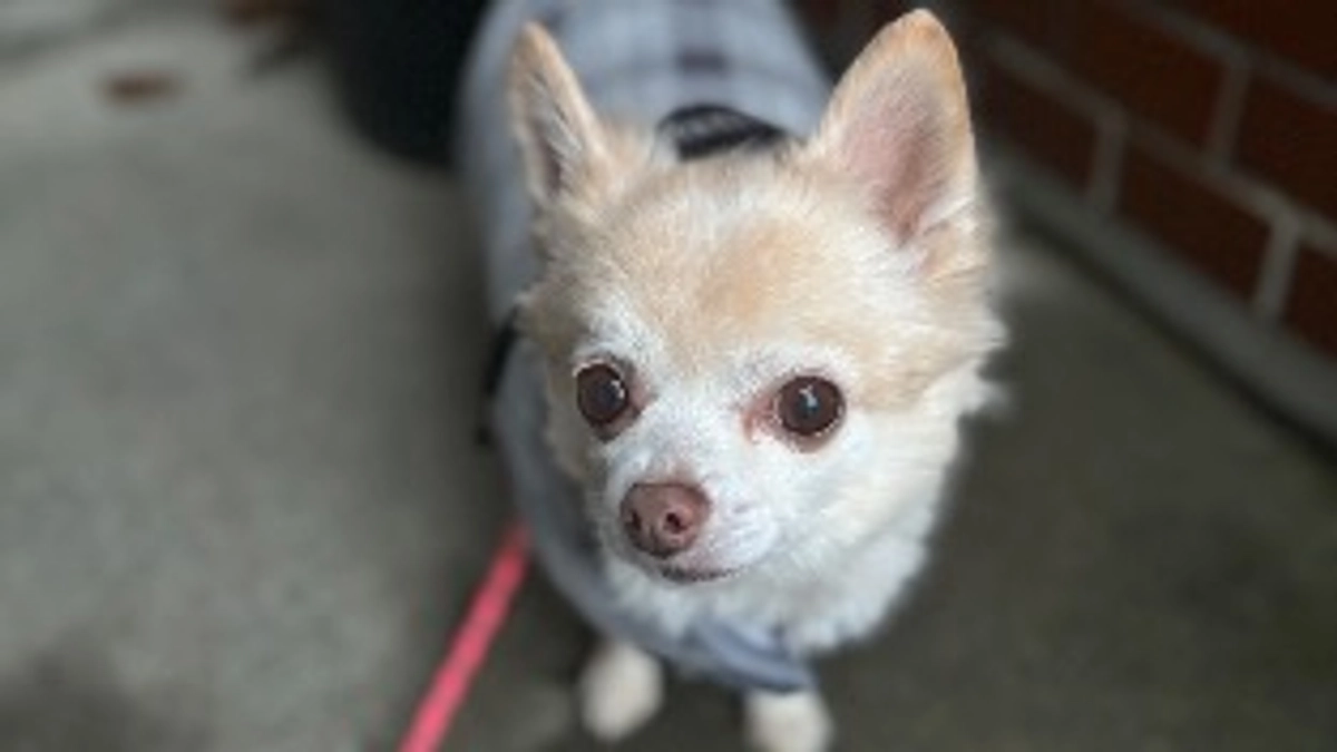 マロンが大好きなご近所のOさん