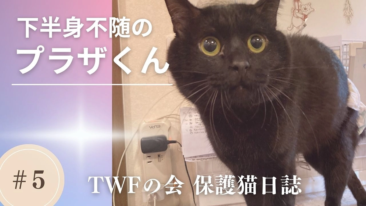【保護猫日誌5】下半身不随のプラザくん
