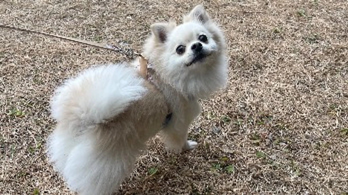 クラウドファンディング開始しました