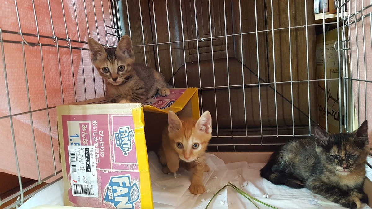 小さな保護猫団体