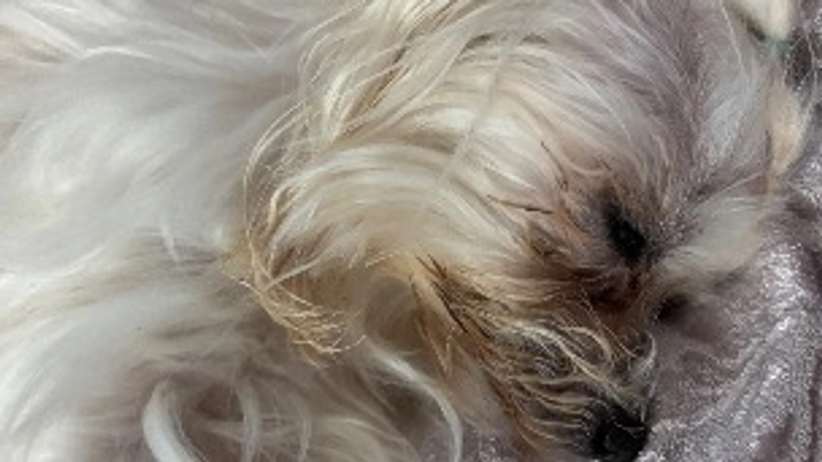 手術まで後12日‼️ 術前検査とご報告