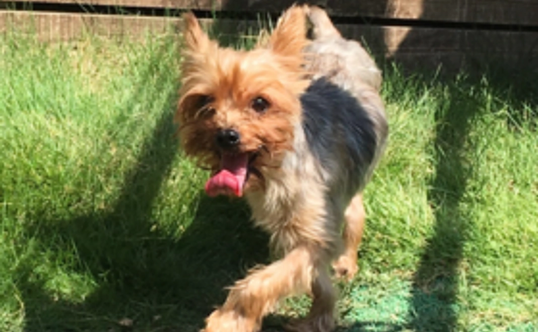 B:【全力応援】保護犬の幸せのために　1日分コース　（ご支援金で１日分の活動存続できます）