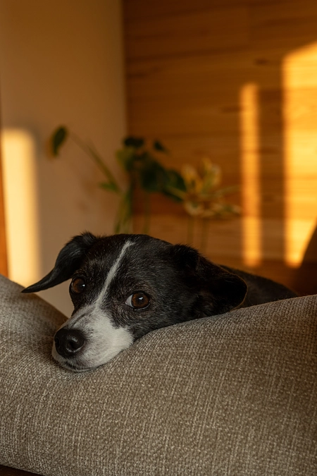 今日のニコちゃん