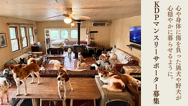 KDP継続支援のお願い｜収容犬を減らし殺処分ゼロの継続社会の為に のトップ画像