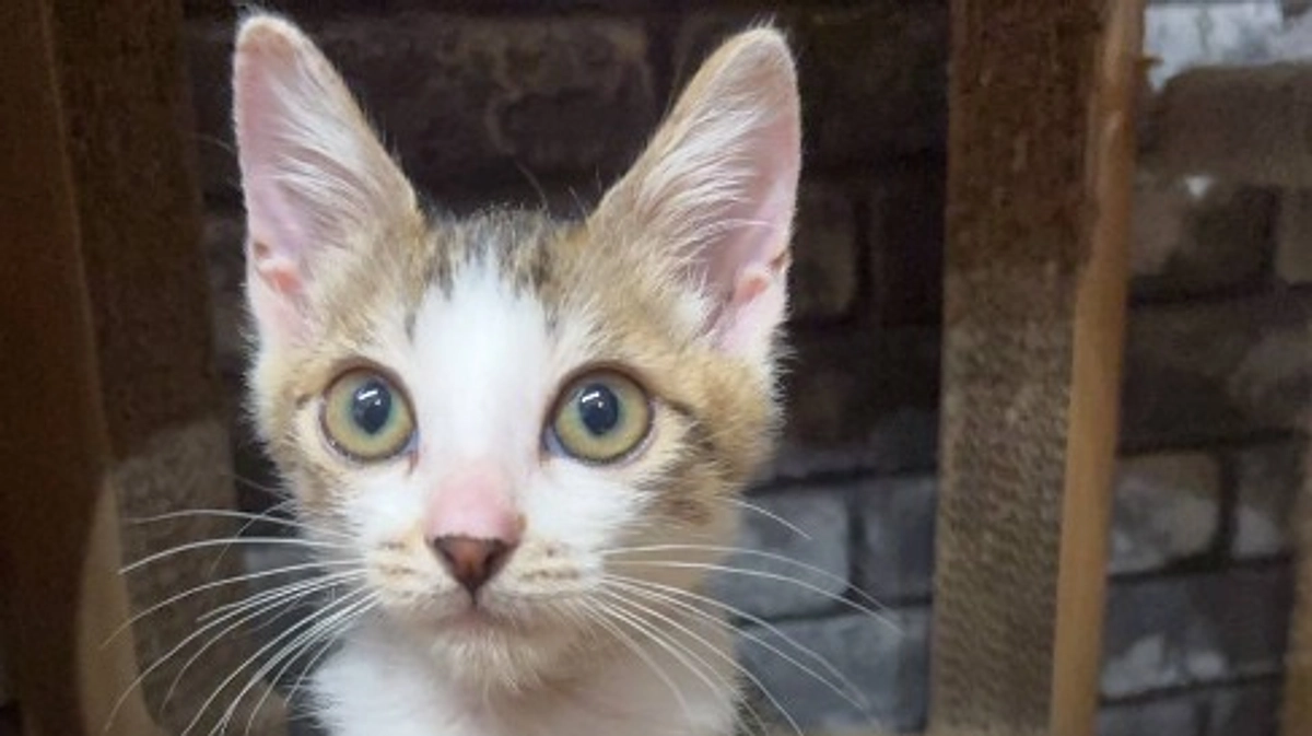 新しい家族を募集中のちょろ松くん！