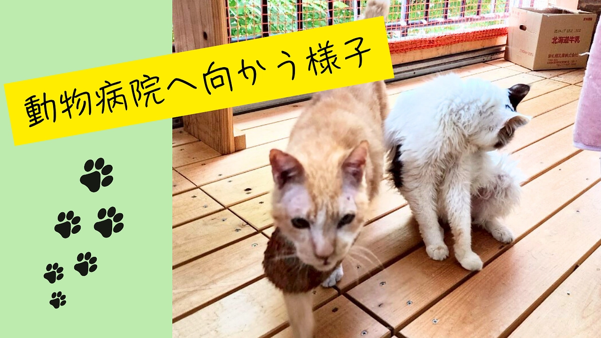 動物病院へ向かう様子