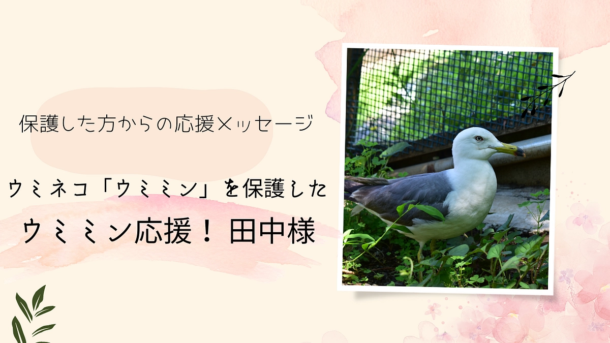 保護主様エピソードリレー Vol6：ウミネコ「ウミミン」