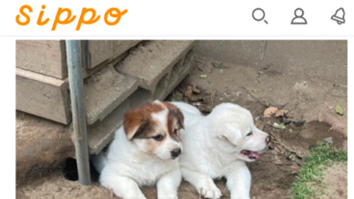 朝日新聞夕刊]と[Yahooニュース]に取り上げてもらいました！