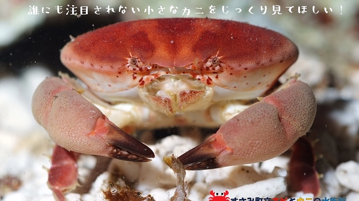 エビとカニの水族館｜生物多様性を学ぶ図鑑水槽をみんなで作りたい！ 4枚目