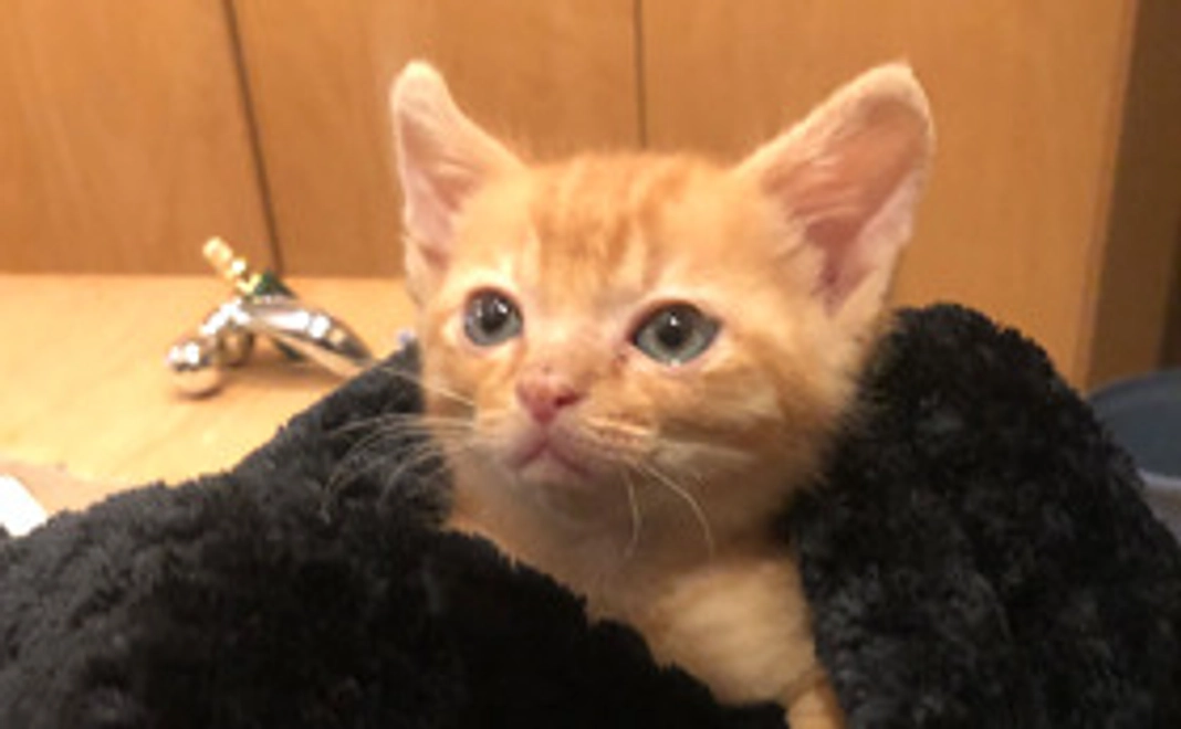 全力応援コース：1,000円