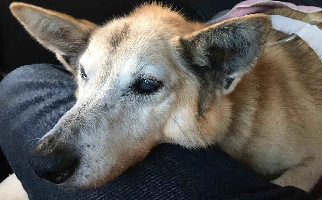 2日後、またお腹が膨れている！　〜 チェリー闘病記録３ 〜