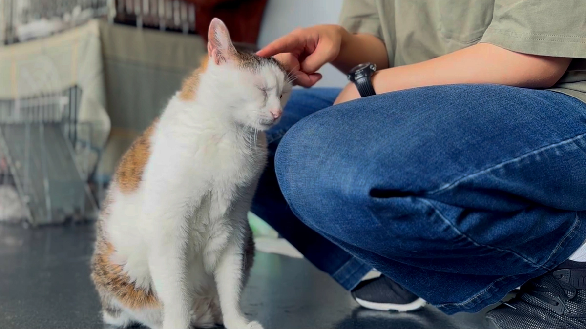 飼い主が亡くなって、三年が経つマロ