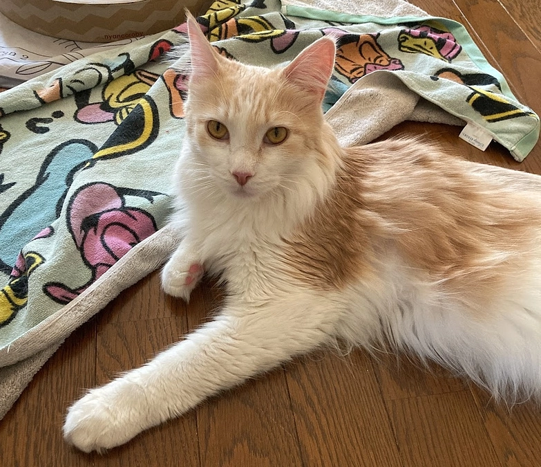 10/12ルイの様子