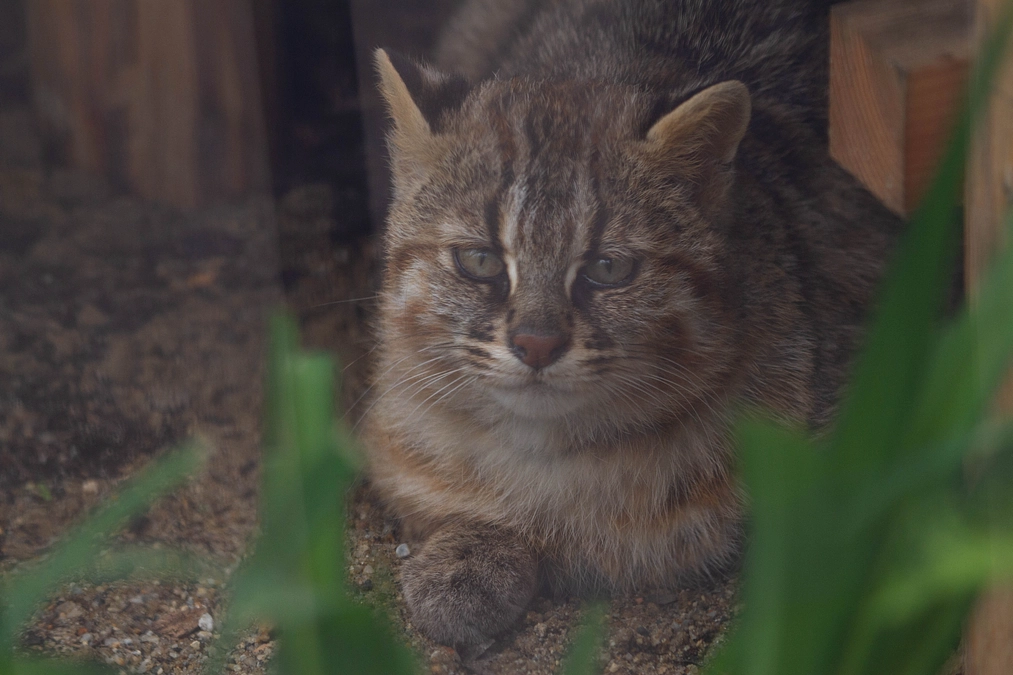 とらやまの日関連行事への出展が終わりました。