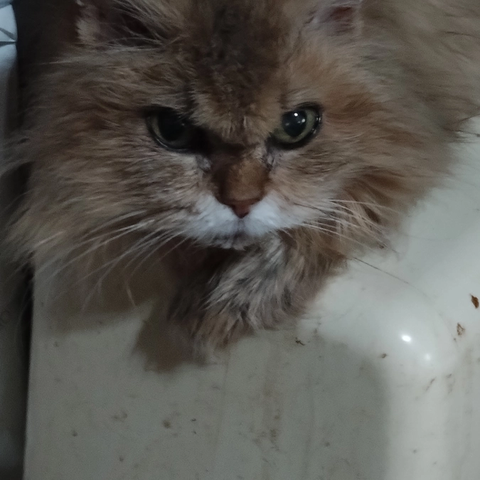 85％まできました。猫愛に感謝申し上げます。