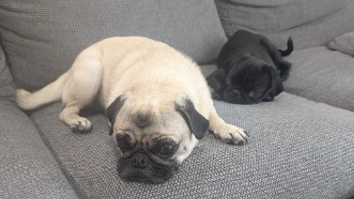 ゆっけ、手術のため入院しました