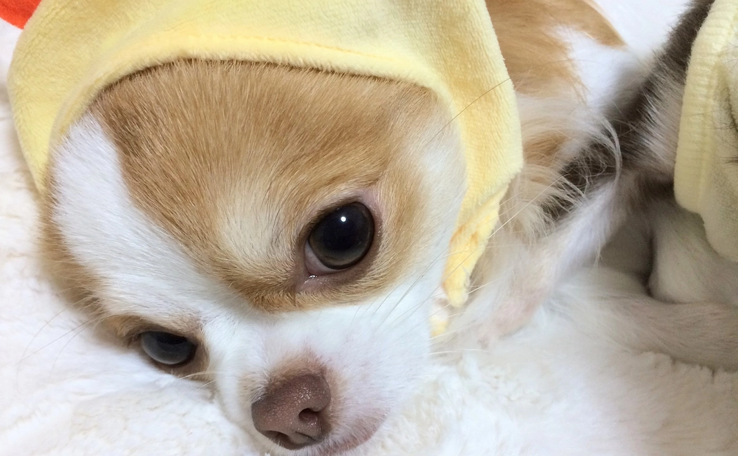 Cielを全力応援 1.