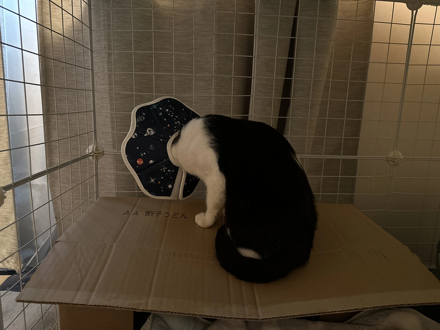 アテネの手術無事終了