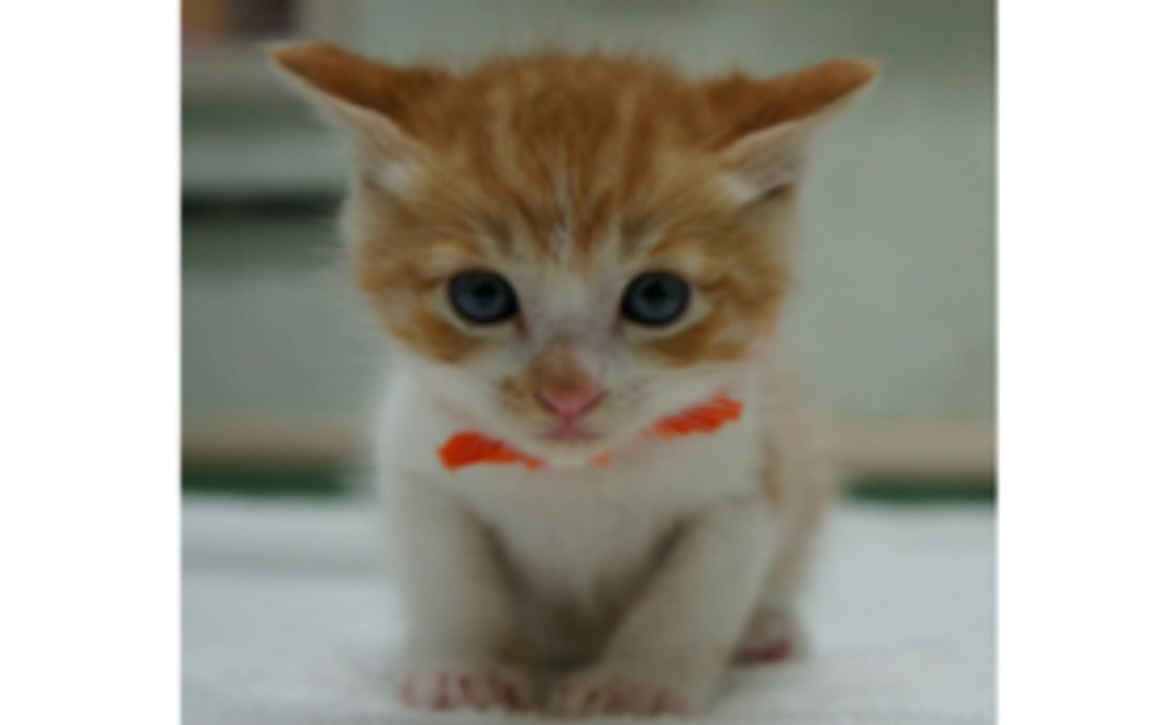 2, ちよだニャンとなるcafé 応援プラン