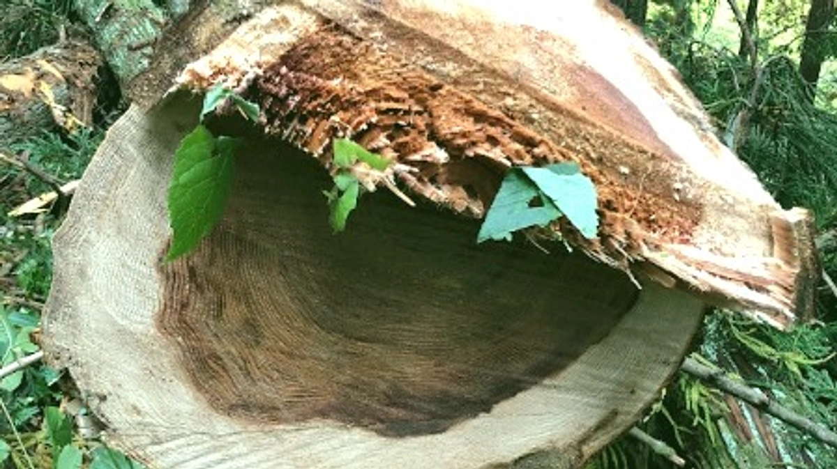 ご支援の御礼と活動進捗状況③