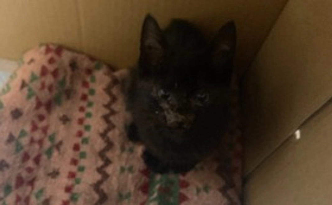 感謝のメールと成長写真