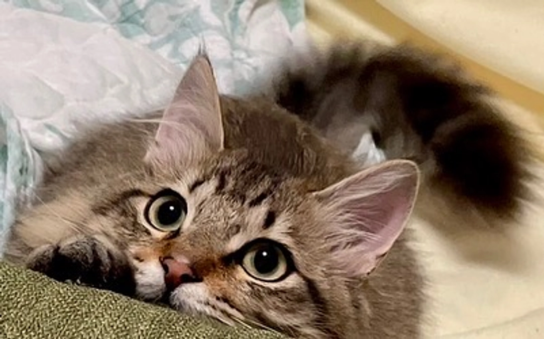 ご支援への感謝と、ちゃむの様子