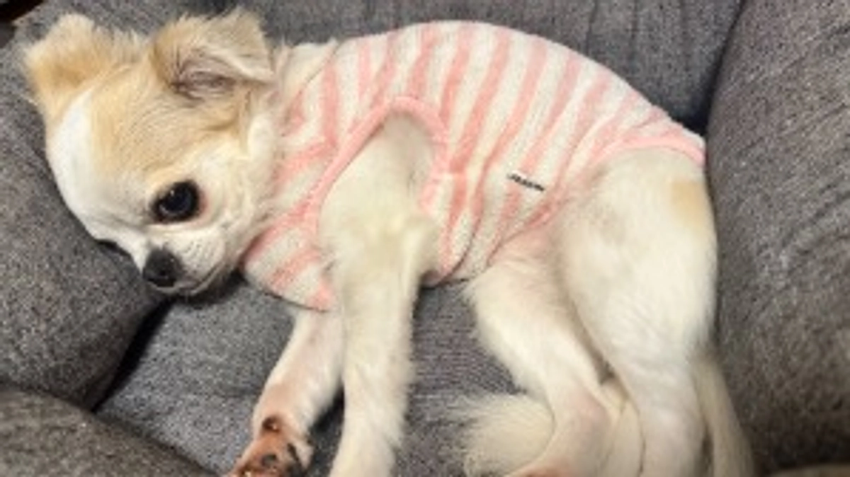 今日もずっと寝ていた麦さん