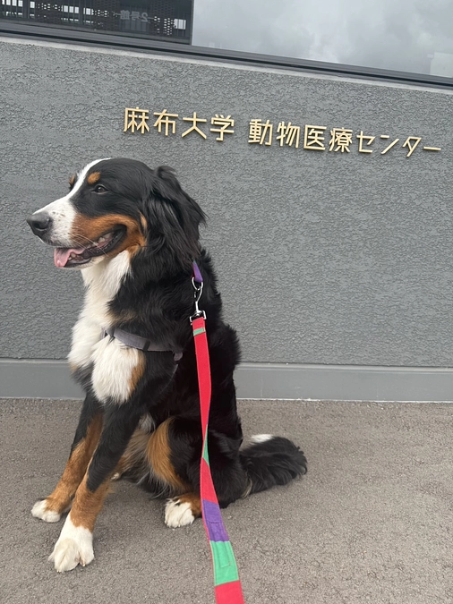 輸血、術前検査で麻布大学にいってまいりました。