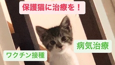 保護猫ーワクチンや病気治療のご支援をお願いしますねこ のトップ画像