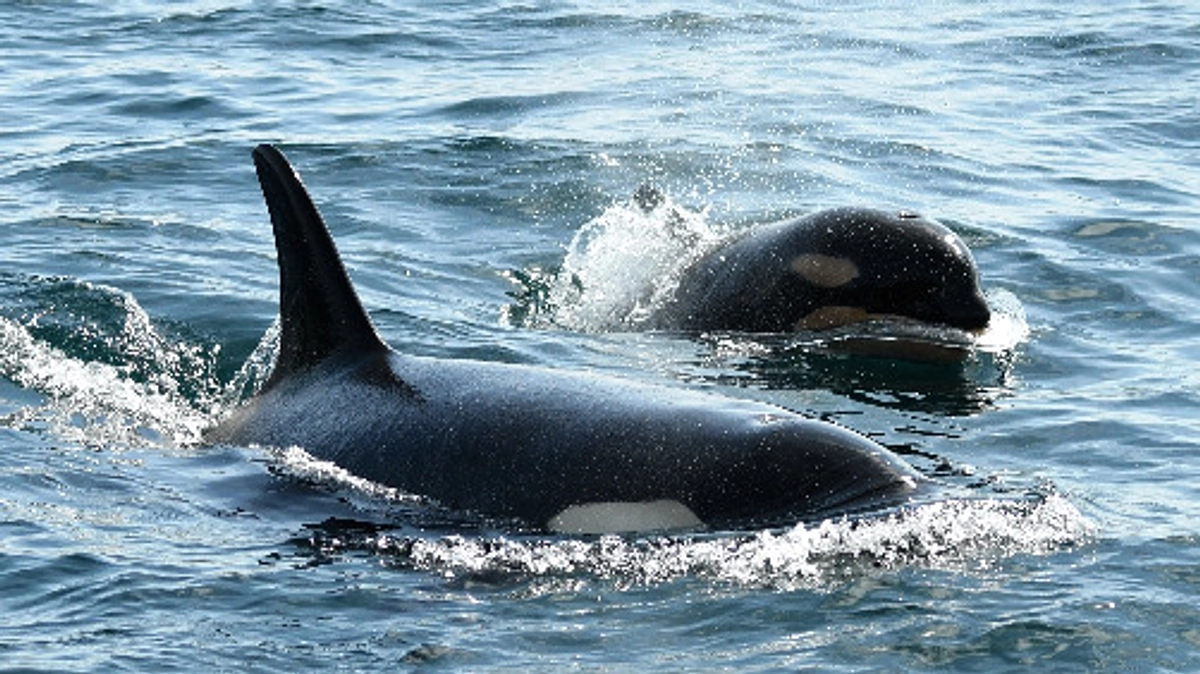 サンデーステーションの見逃し配信