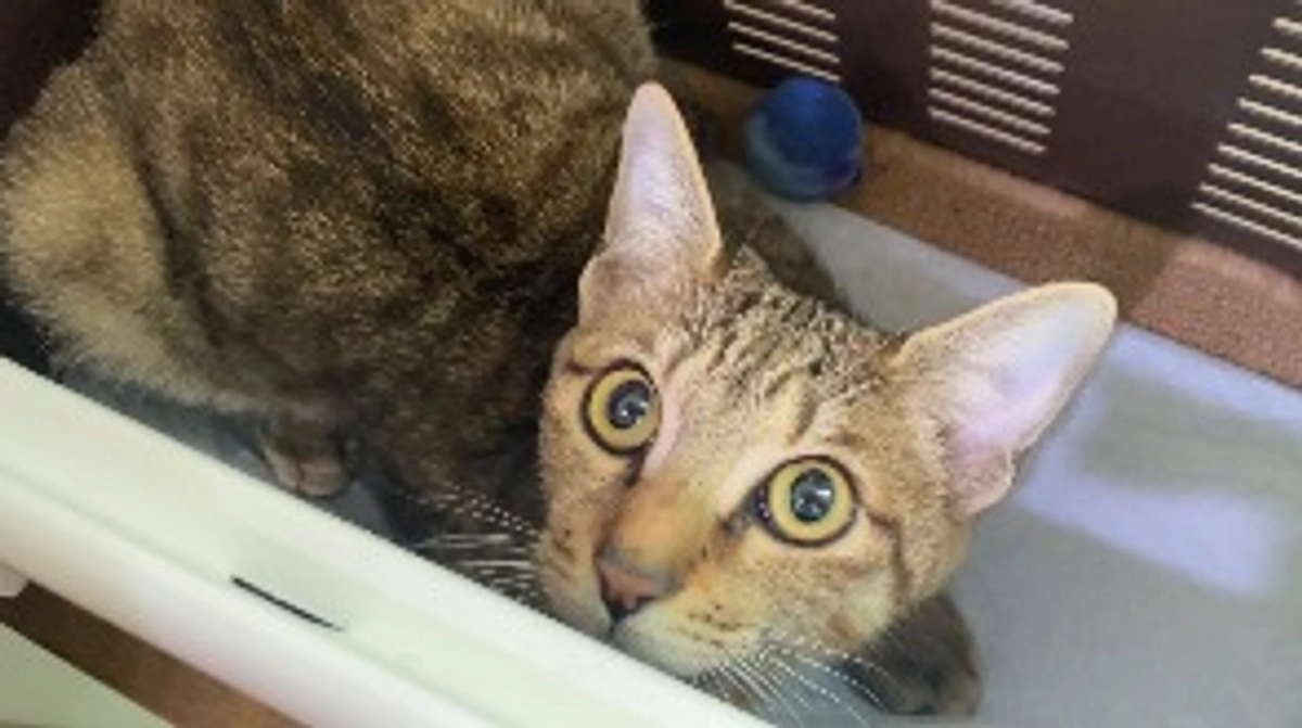 11/12(日)術後14回目の診察